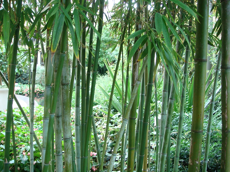 450 Longwood Gardens [2008 August 23].JPG - Longwood Gardens in Pennsylvania